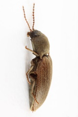 Agriotes obscurus