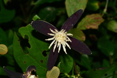 Clematis tashiroi