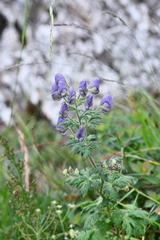 Aconitum fukutomei