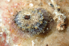 Amblychilepas nigrita