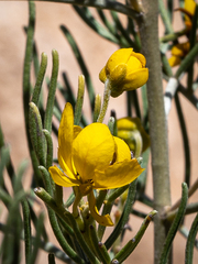 Senna artemisioides