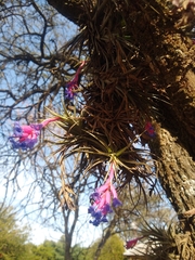Tillandsia aeranthos