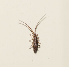 Paronellidae