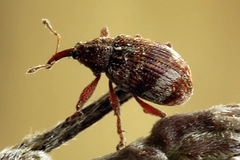 Anthonomus conspersus
