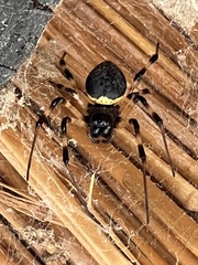 Nephilingis cruentata