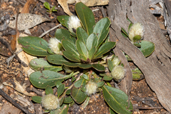 Ptilotus holosericeus