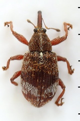 Anthonomus conspersus