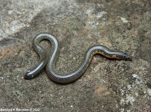 Drummond-Hay's Earth Snake