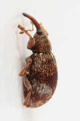 Anthonomus conspersus