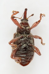 Anthonomus conspersus