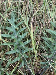 Cirsium