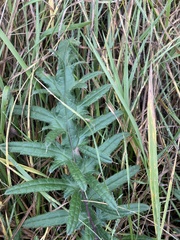 Cirsium