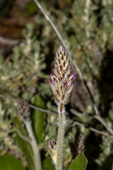 Ptilotus exaltatus