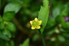 Ranunculus chinensis