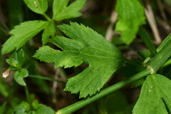 Ranunculus chinensis
