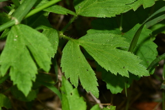 Ranunculus chinensis