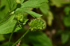 Ranunculus chinensis