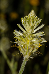 Ptilotus polystachyus