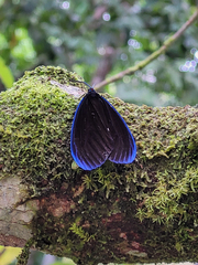 Pompelon marginata