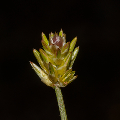 Ptilotus eremita