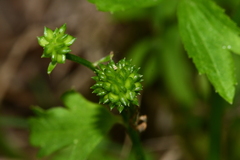 Ranunculus chinensis