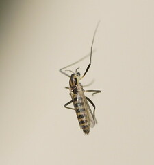 Orthocladiinae