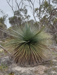 Xanthorrhoea