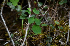 Thalictrum urbainii