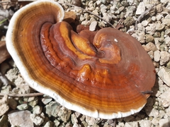Ganoderma zonatum