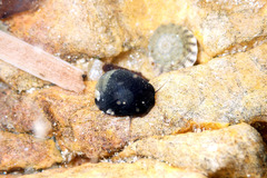 Nerita atramentosa