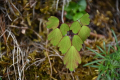 Thalictrum urbainii
