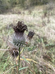 Cirsium decussatum
