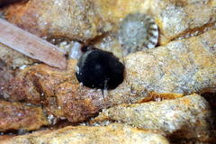 Nerita atramentosa