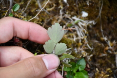 Thalictrum urbainii