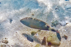 Cheilinus chlorourus