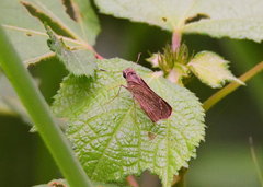 Borbo cinnara