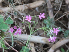 Oxalis debilis