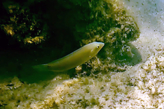 Halichoeres chloropterus