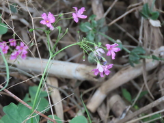 Oxalis debilis