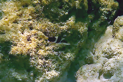 Thalassoma nigrofasciatum