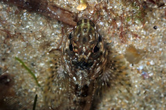 Lepidoblennius marmoratus