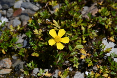 Ranunculus formosa-montanus