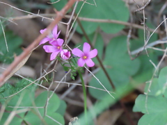 Oxalis debilis