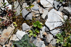 Ranunculus formosa-montanus