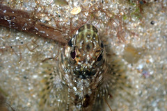 Lepidoblennius marmoratus
