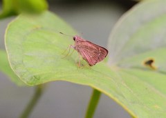 Borbo cinnara