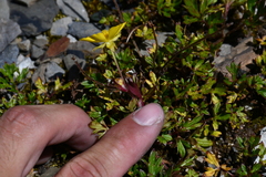 Ranunculus formosa-montanus