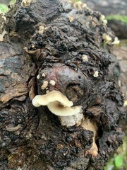 Punctularia strigosozonata