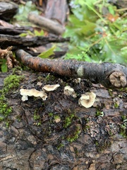 Punctularia strigosozonata