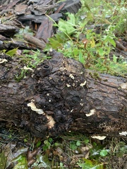 Punctularia strigosozonata
